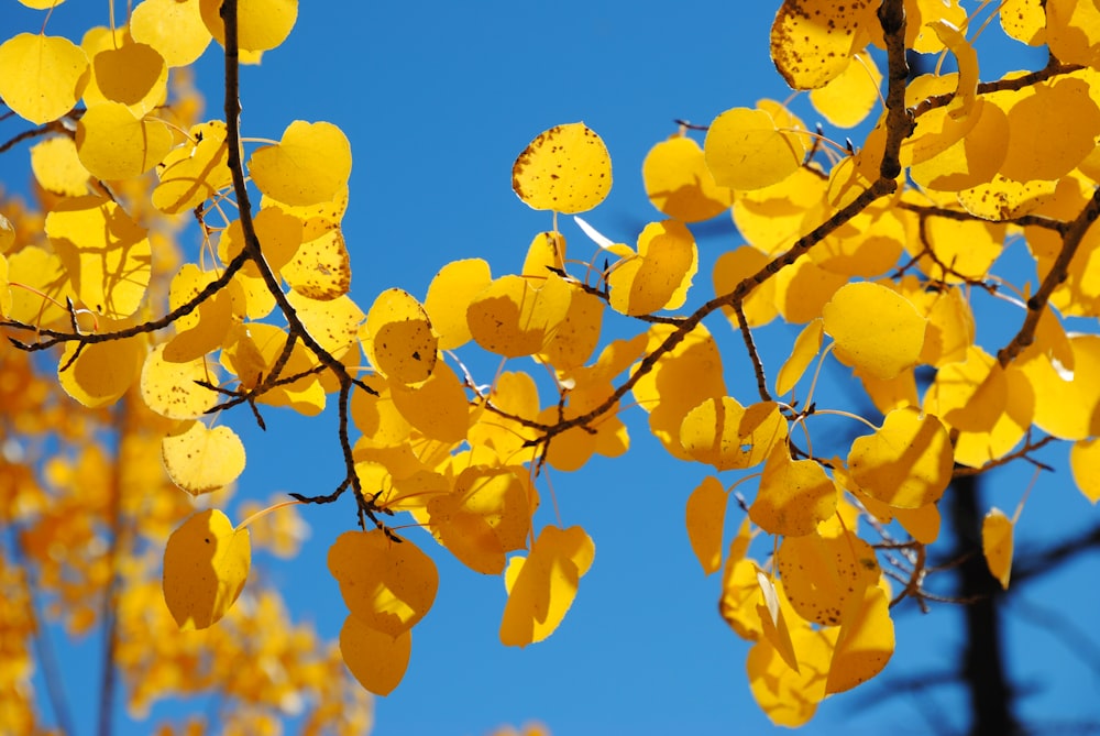 yellow-leafed tree