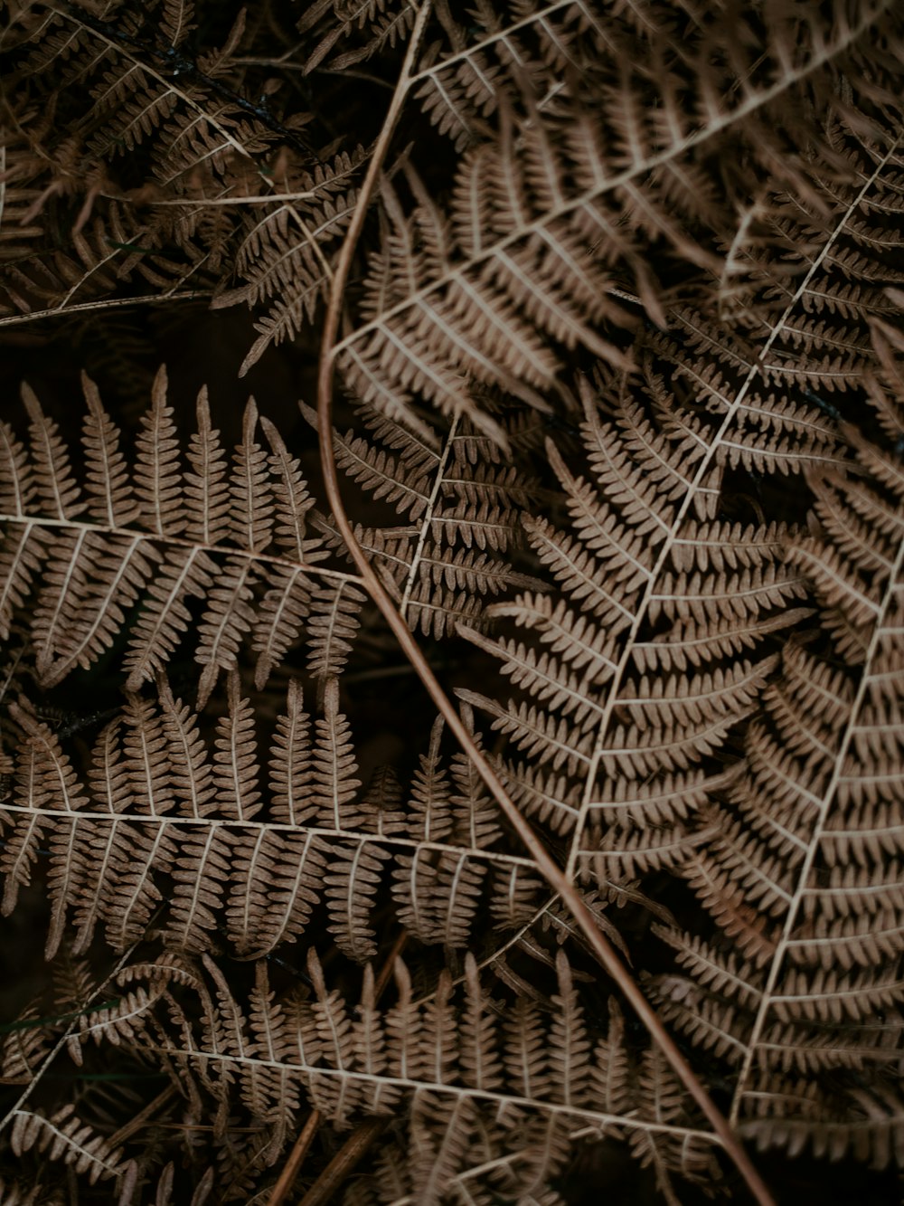 a close up of a bunch of leaves