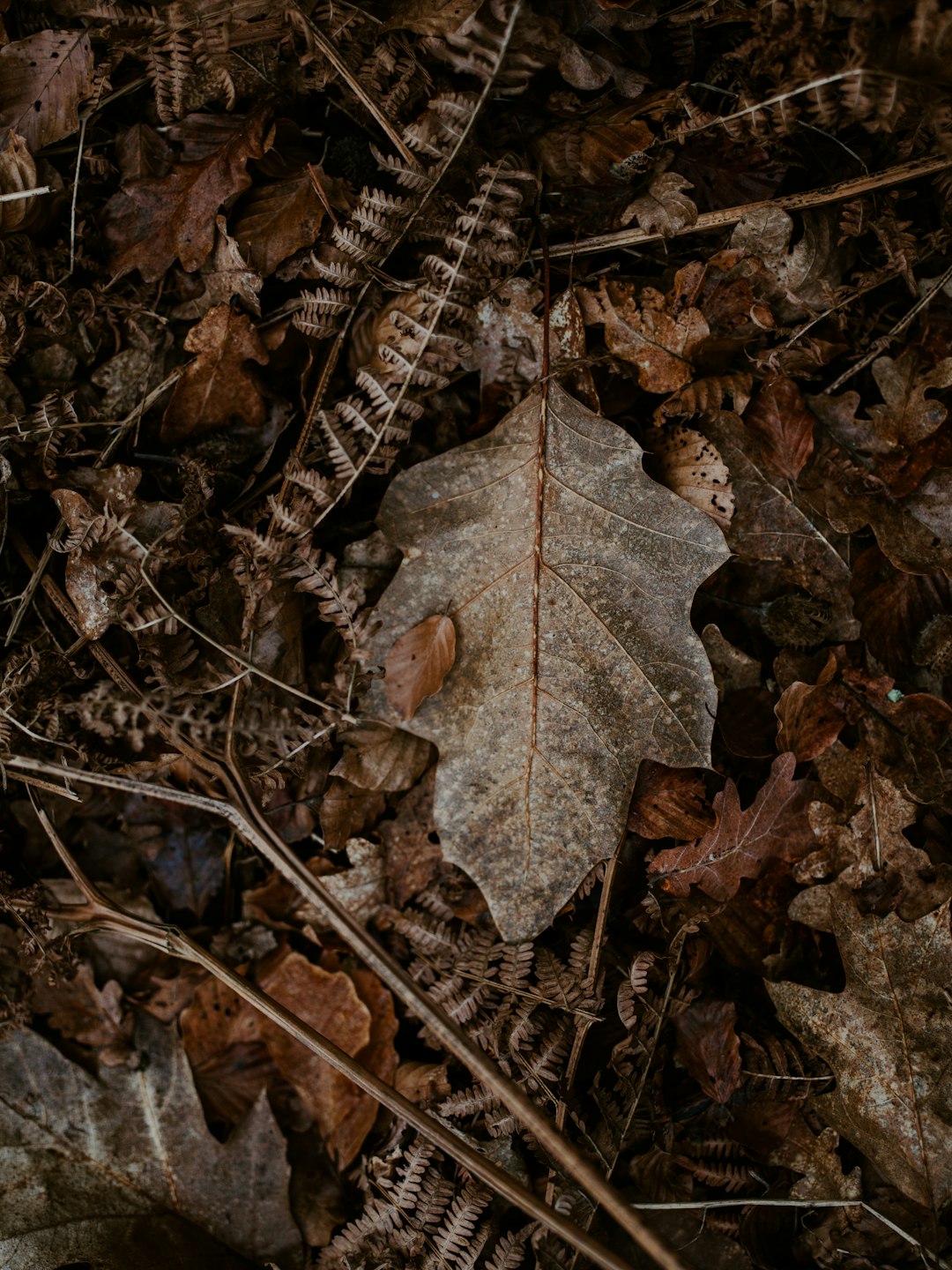 dried leaf on ground