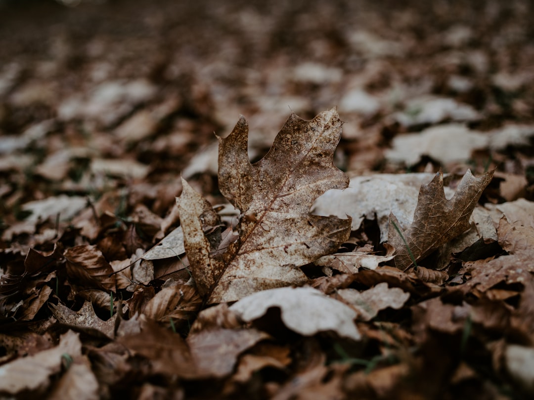 dried brown leaf