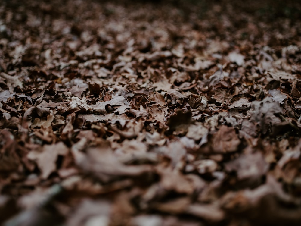 地面の枯葉のクローズアップ写真