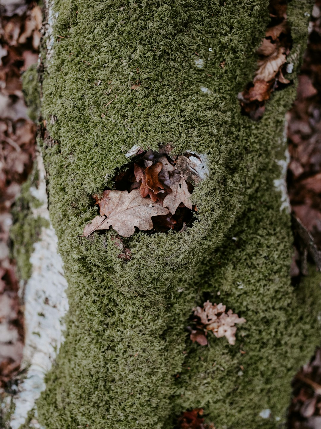 dried leaves on moss