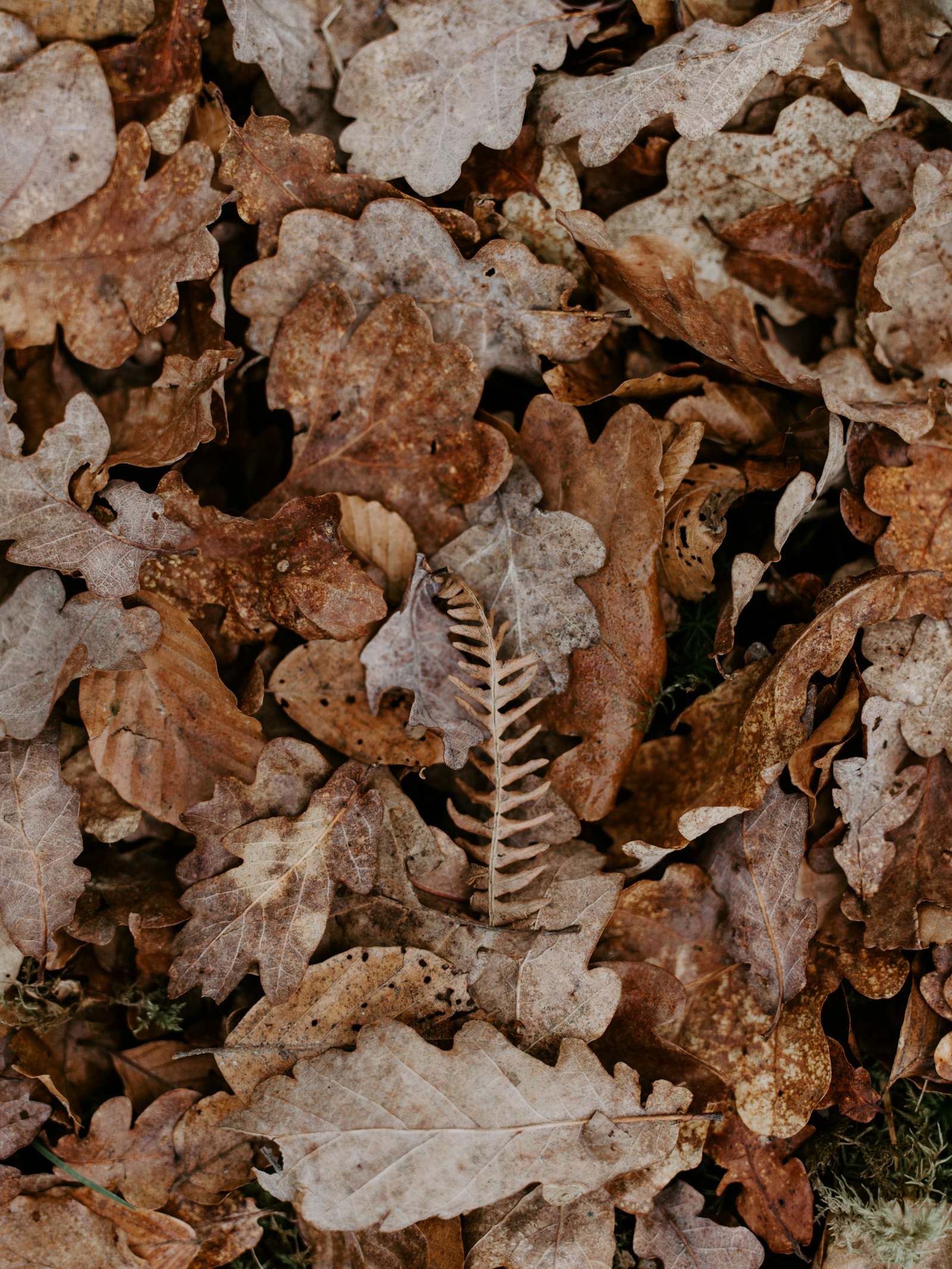 Pentax smc D FA 645 55mm F2.8 AL (IF) SDM AW sample photo. Dried leaf photography