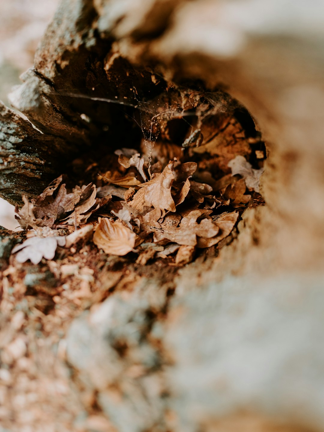 selective focus photography of brown leaves