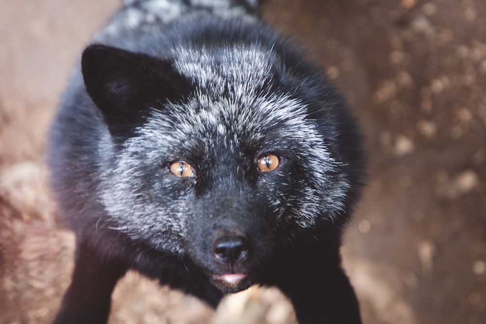 Black fox