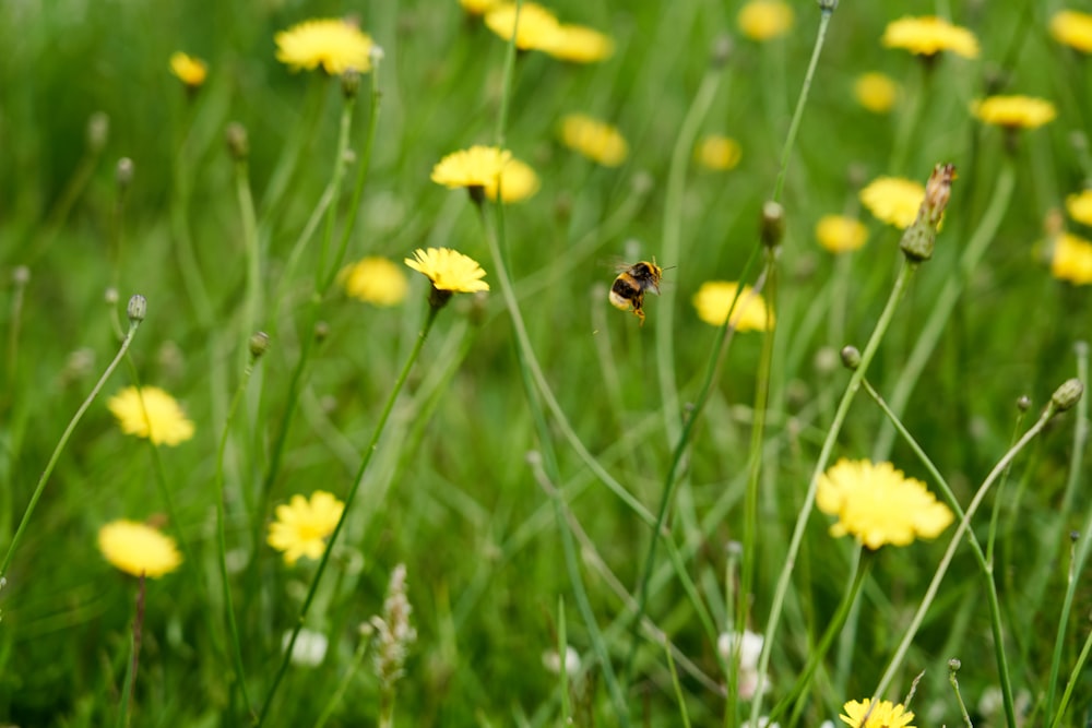 bed of yellow-petaled flowers