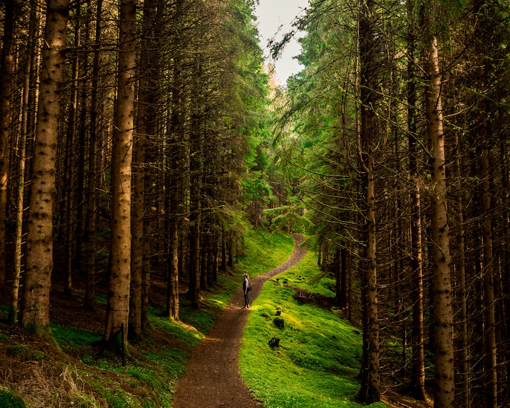 person standing on pathway between tall trees