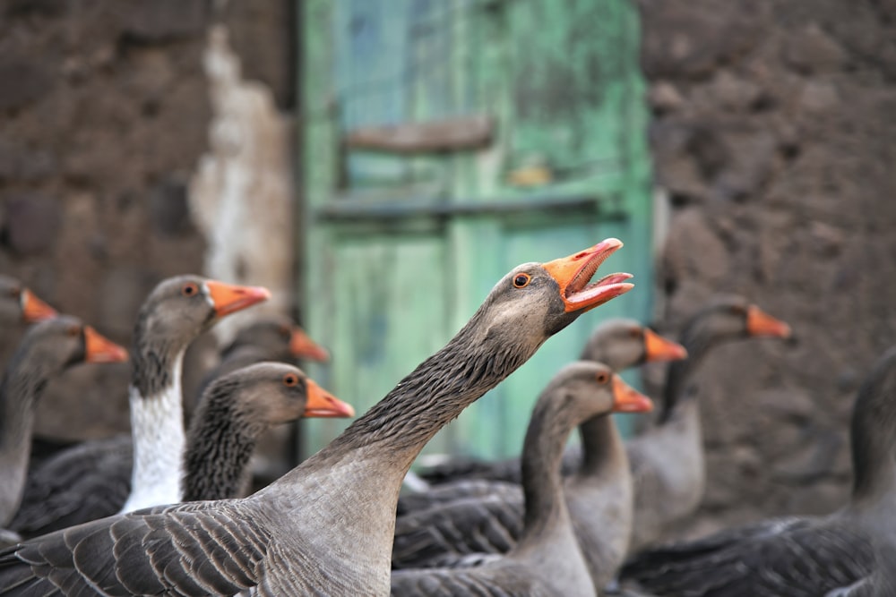 gray ducks