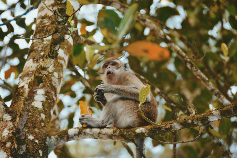 singe brun assis sur une branche d’arbre