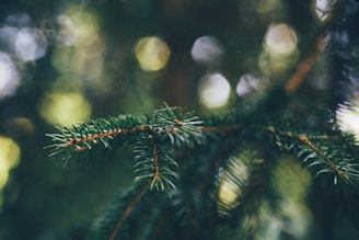 closeup photo of green tree