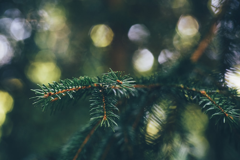 closeup photo of green tree