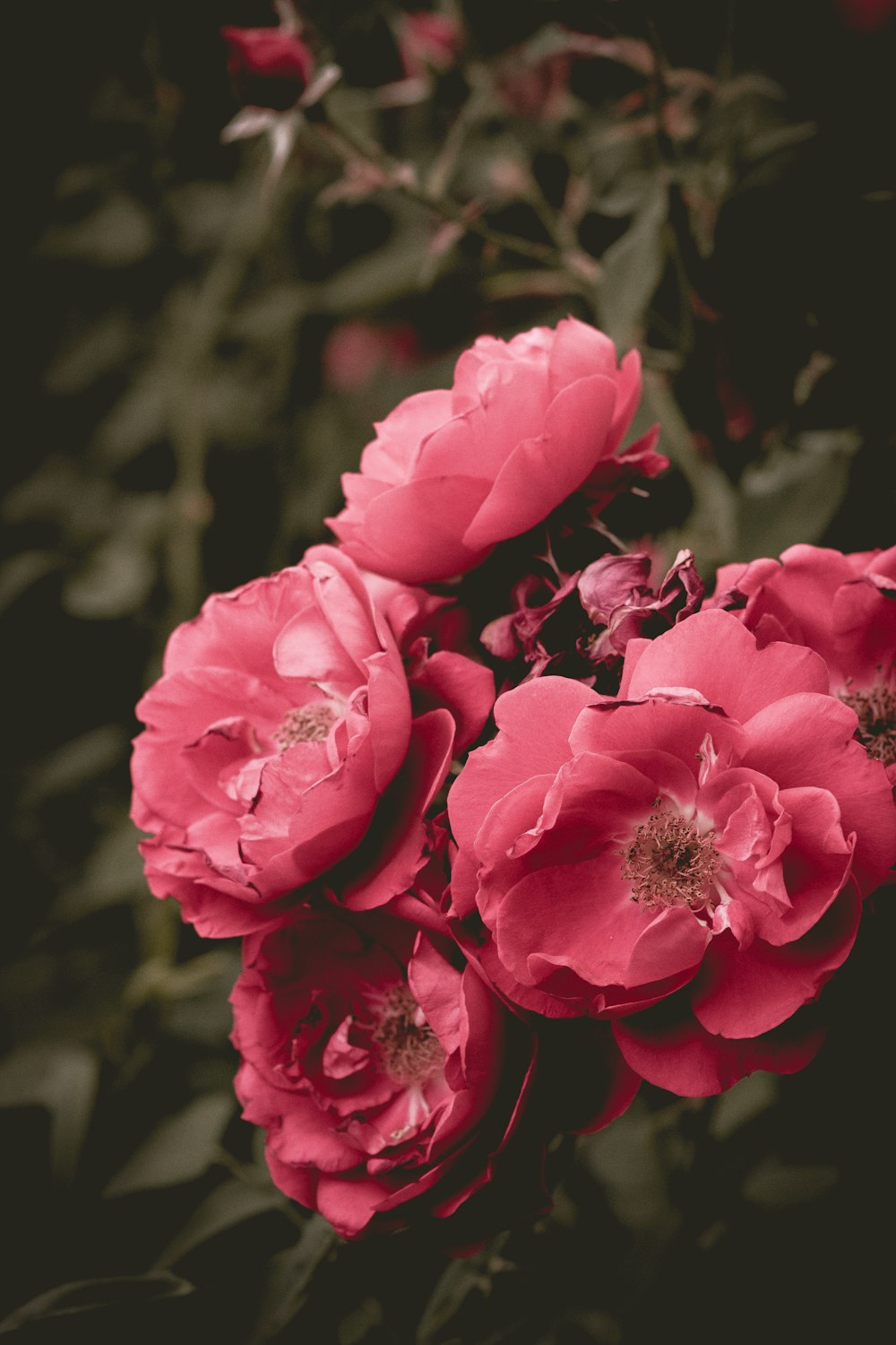 focus photography of pink petaled flowers