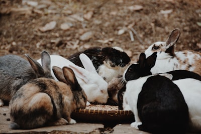 Wie wird RHD/RHD2 von Kaninchen zu Kaninchen übertragen?