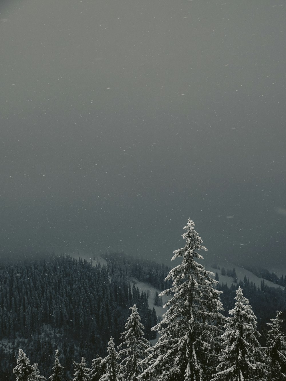 Luftaufnahme von Kiefern im Winter