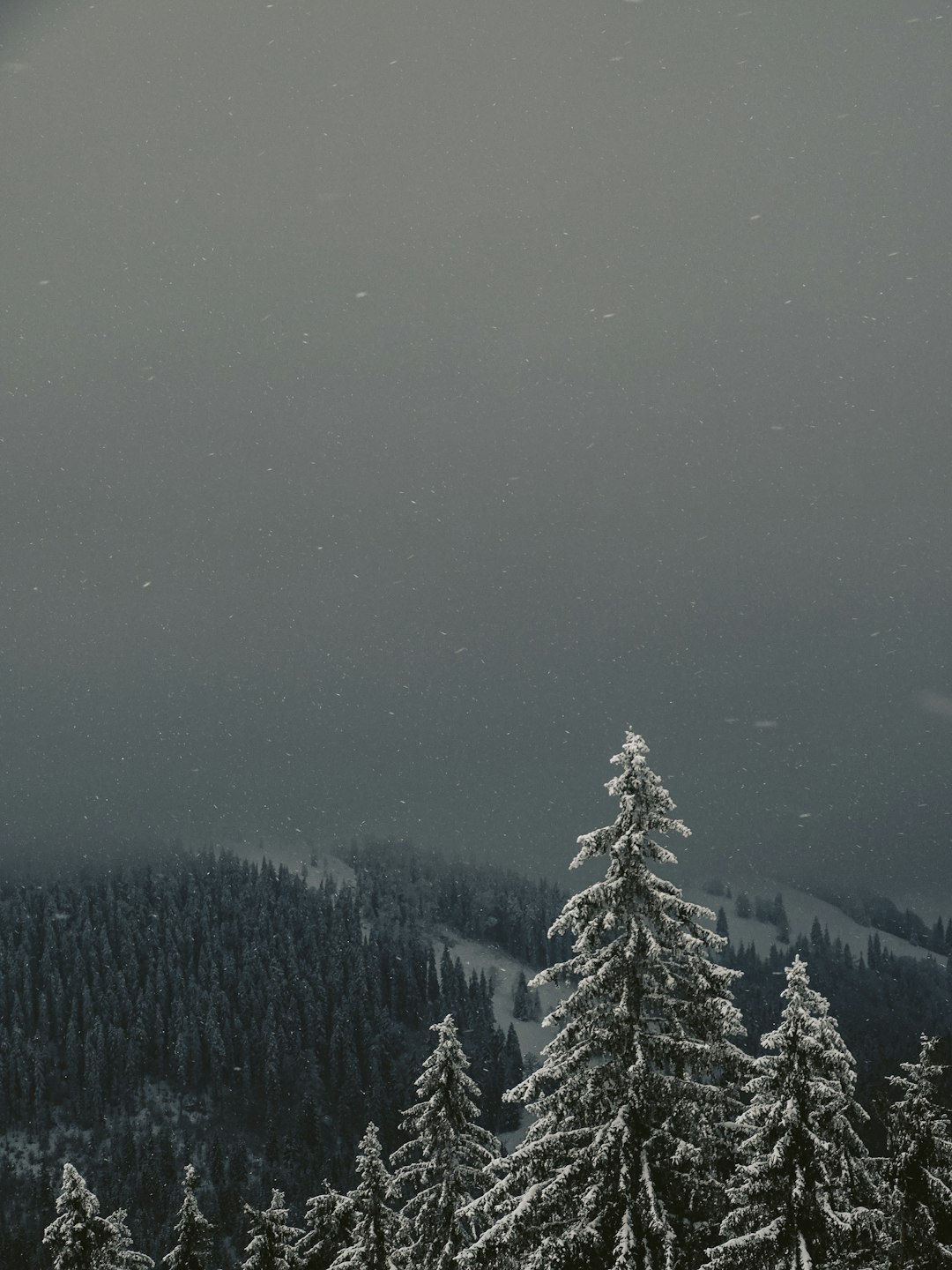 aerial view of pine trees during winter