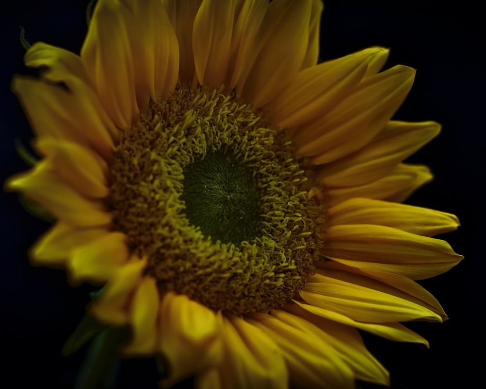 yellow sunflower