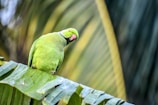 A curious parakeet nibbling on a fresh green leaf with a blurred garden background.