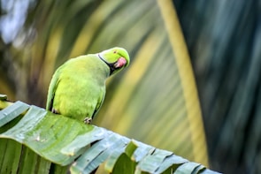 A curious parakeet nibbling on a fresh green leaf with a blurred garden background.