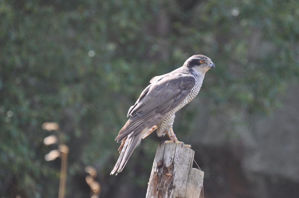 gray hawk eagle on brown log at daytime