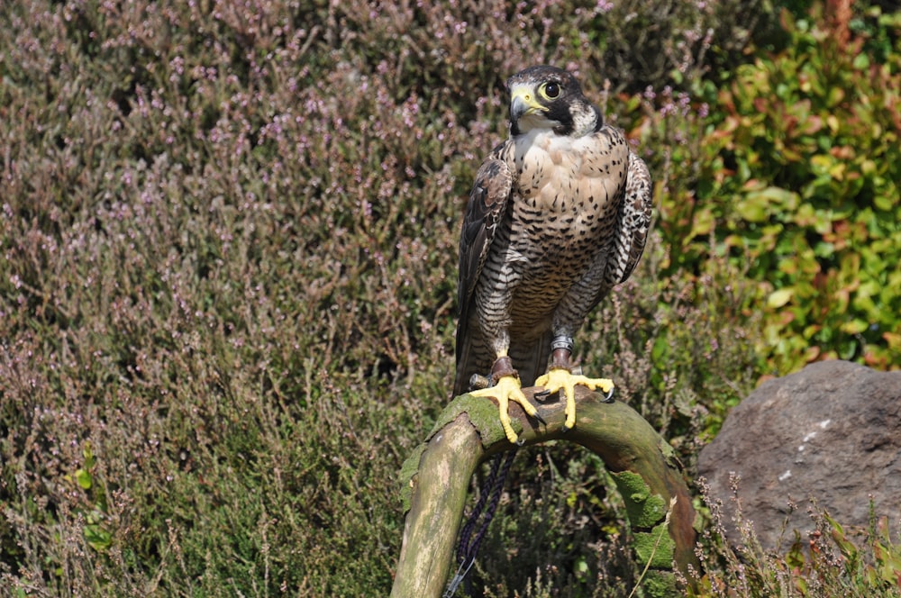 Aigle faucon gris sur la branche pendant la journée