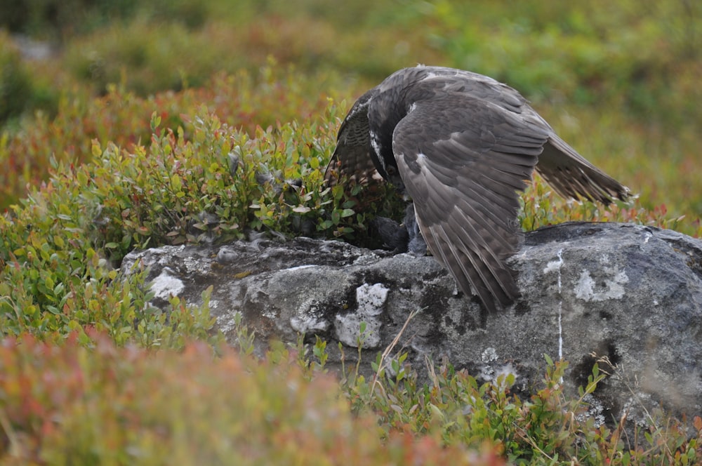 gray hawk eagle on gray rock