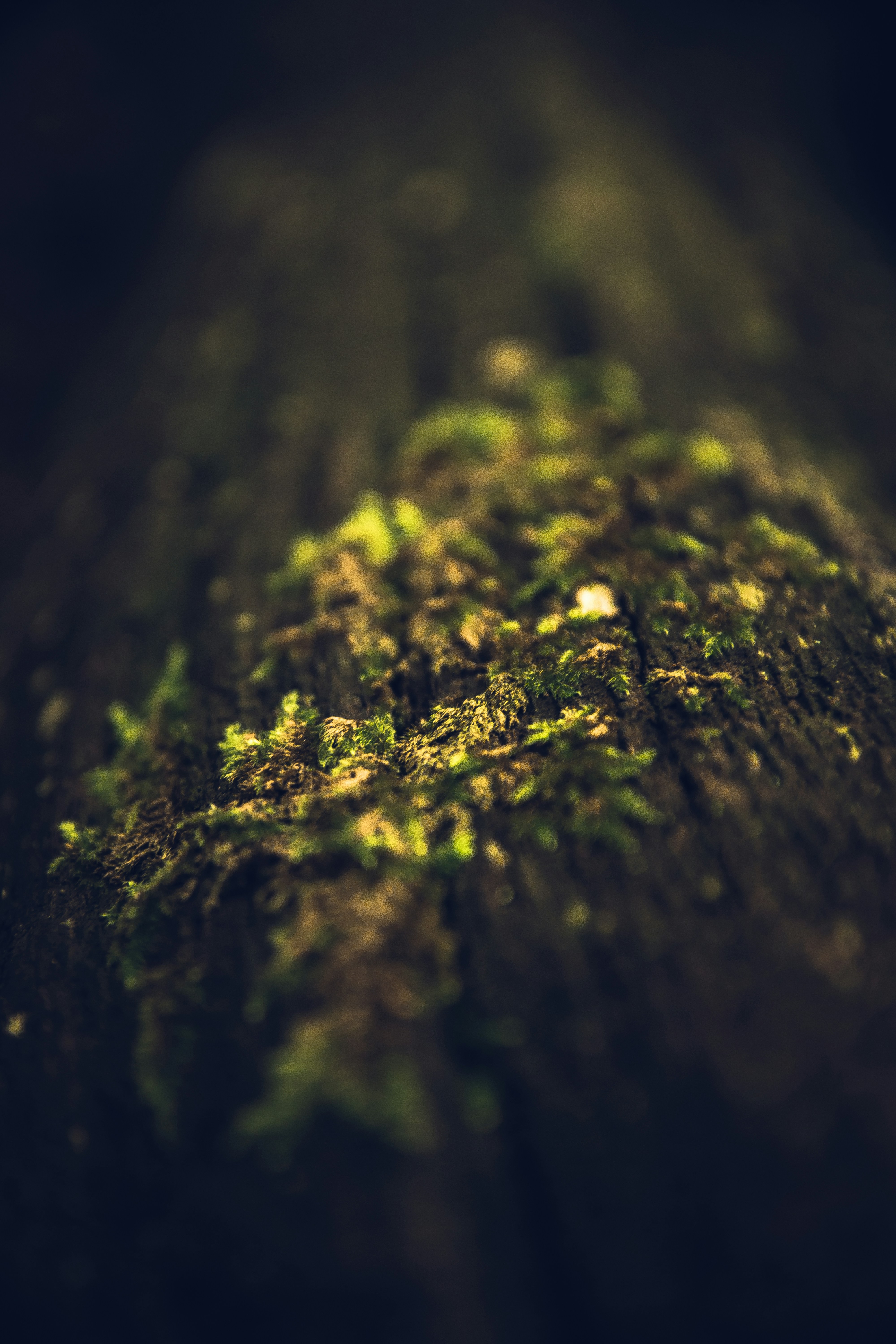 Photo by pablothewarrior