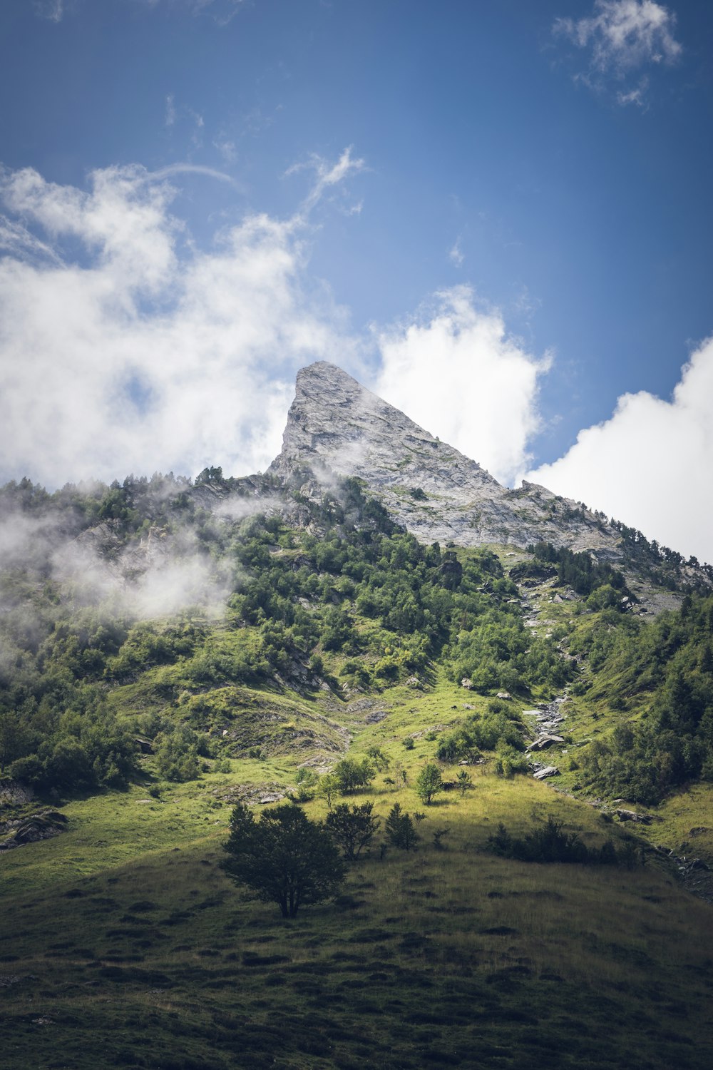 trees near mountain during daytime