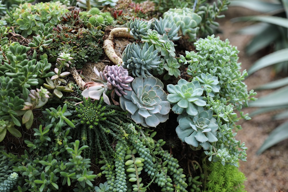 assorted-color succulens