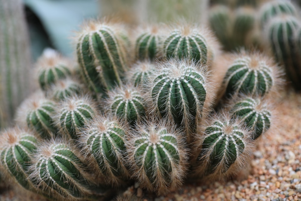 green cactus plant