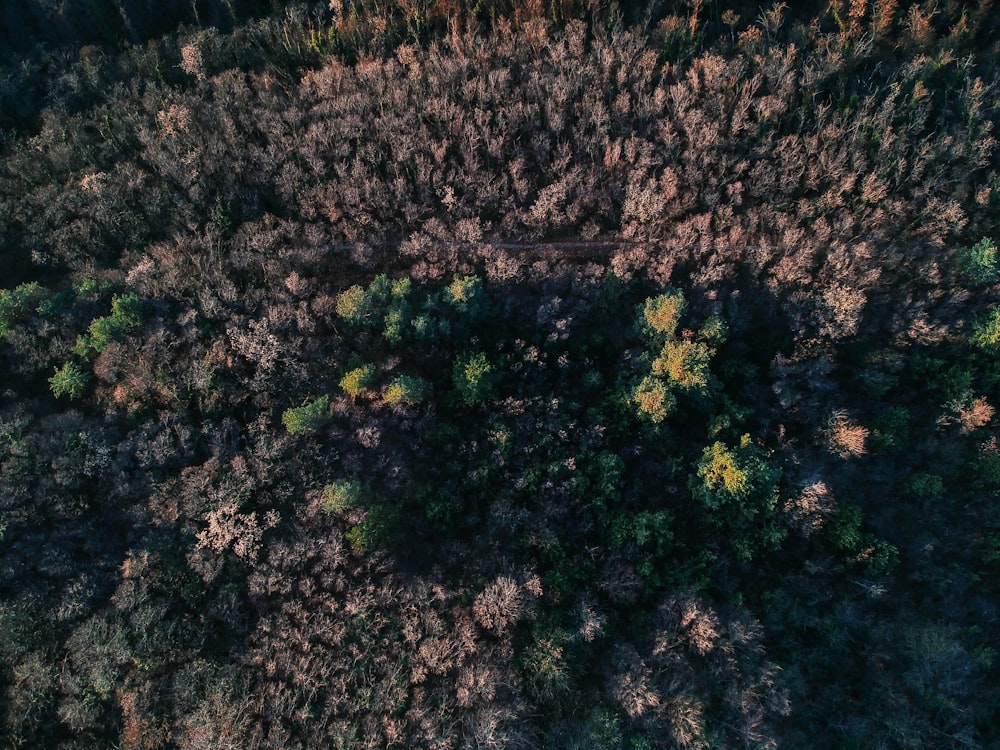 aerial photography of forest with tall trees