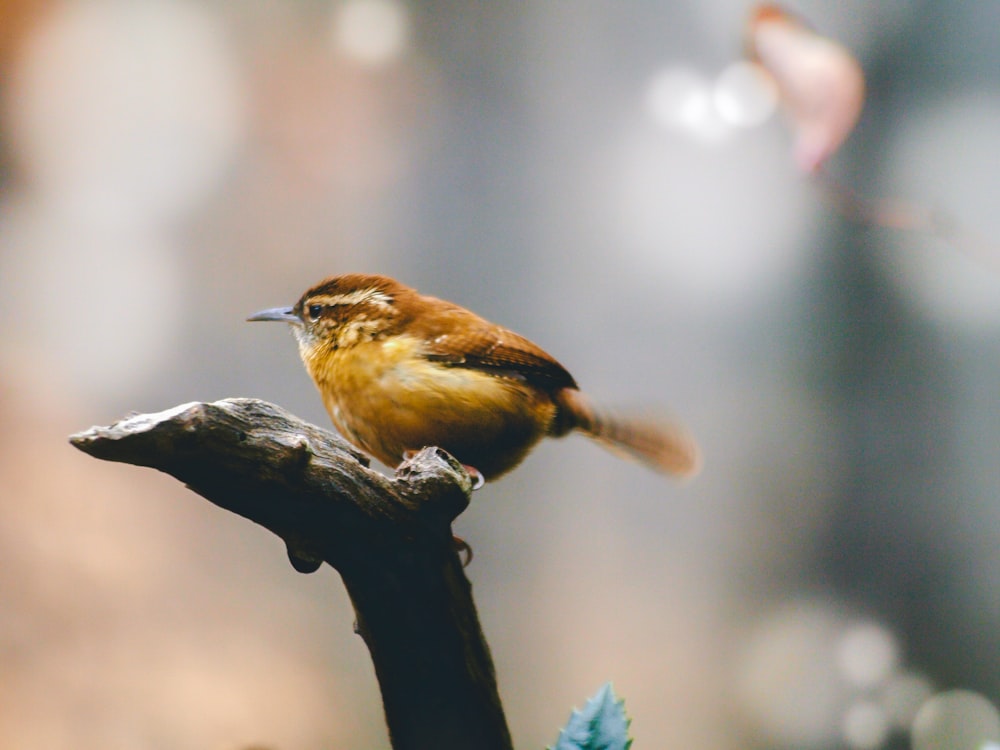 small brown bird perched on branch