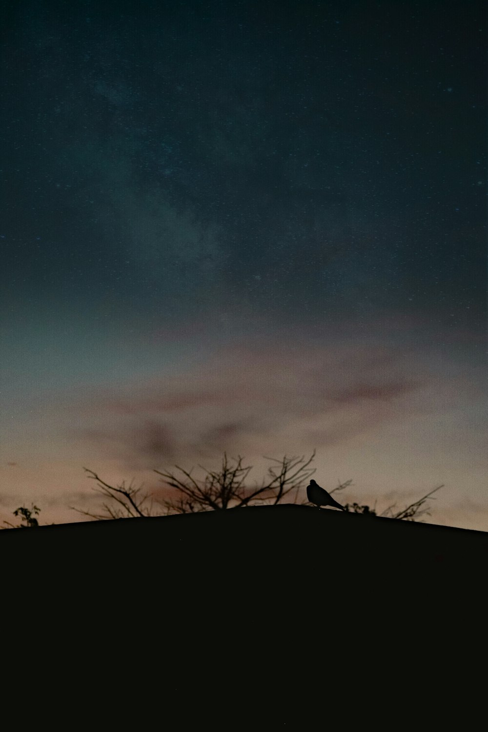 silhouette of bird during nighttime