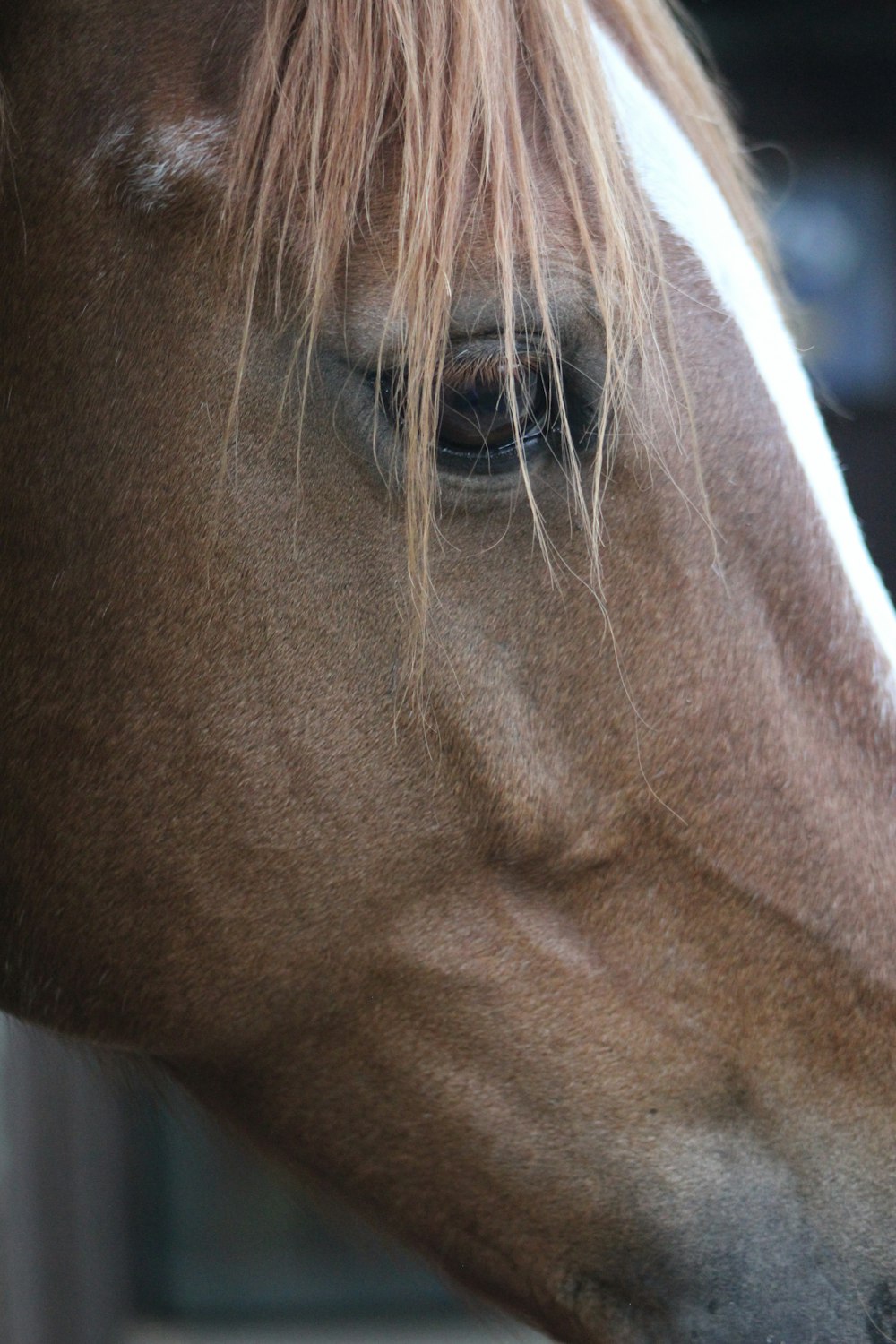 close-up photo of horse head
