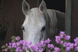 A white horse with a speckled coat is peering from a stable doorway, with its head slightly tilted. In the foreground, vibrant purple flowers provide a soft, colorful contrast to the horse's serene appearance.