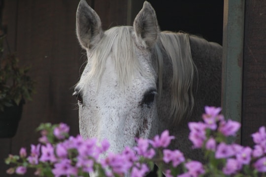 A white horse with a speckled coat is peering from a stable doorway, with its head slightly tilted. In the foreground, vibrant purple flowers provide a soft, colorful contrast to the horse's serene appearance.
