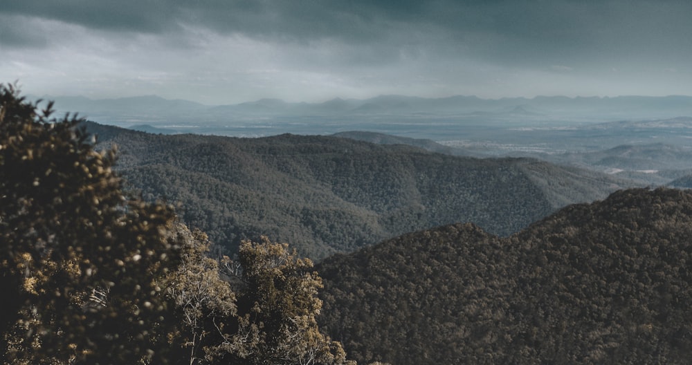 green trees on high ground