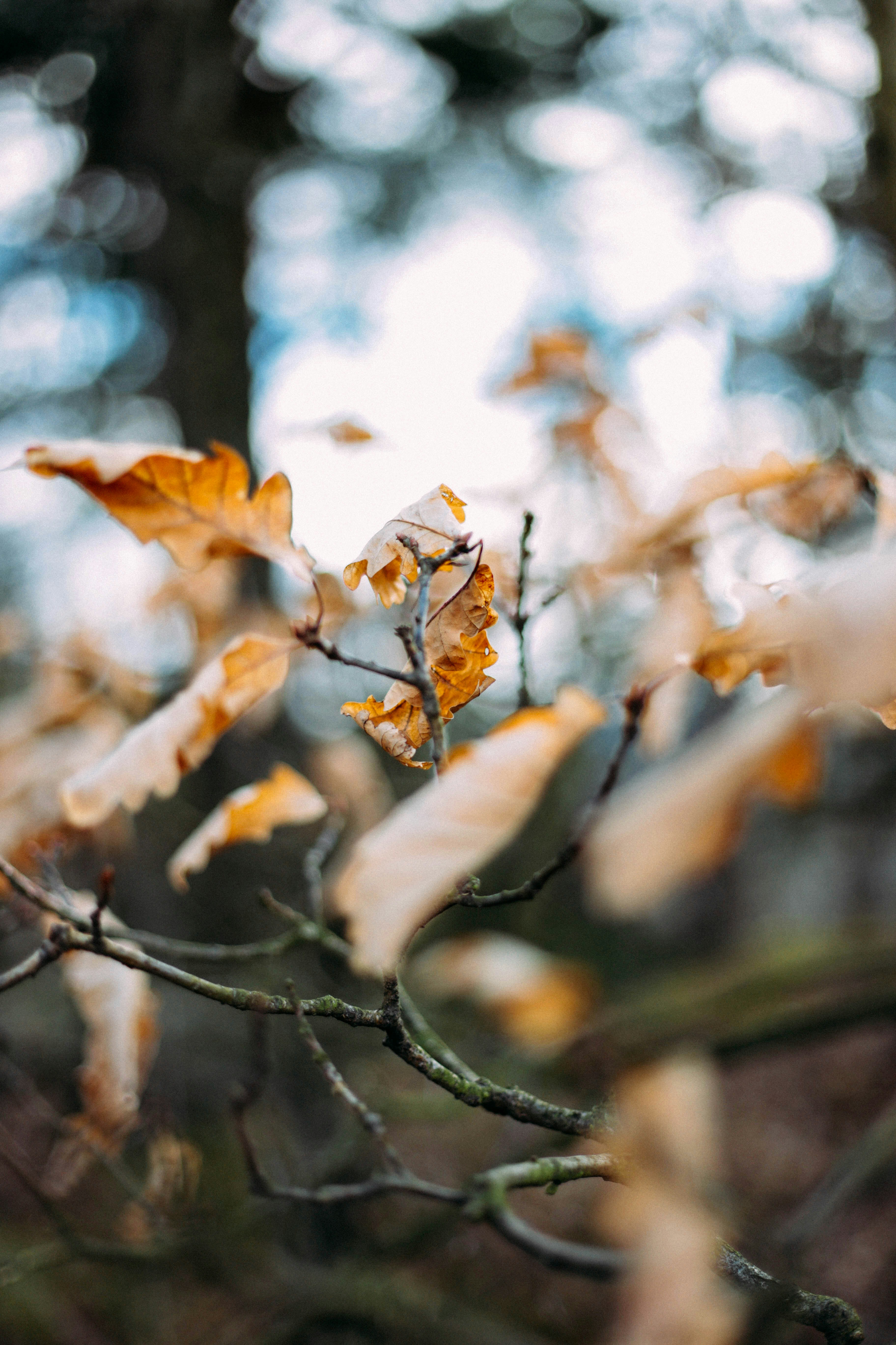 brown tree with leaf in selective focus photography
