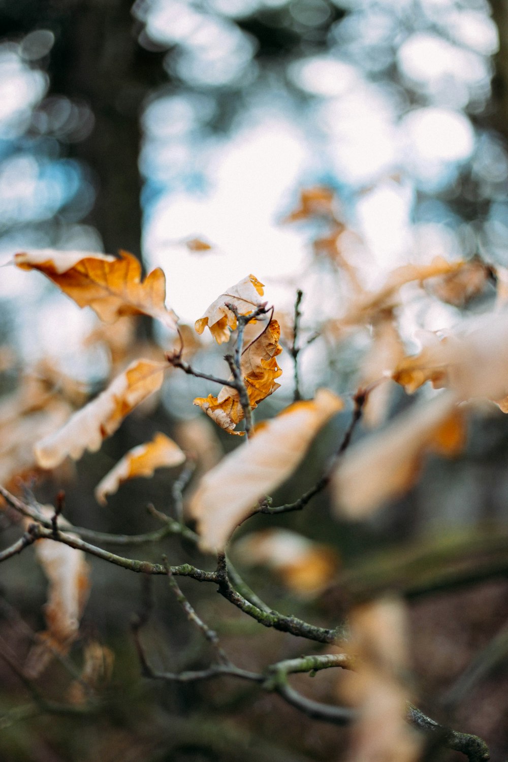 brown tree with leaf in selective focus photography photo – Free Leaf Image  on Unsplash