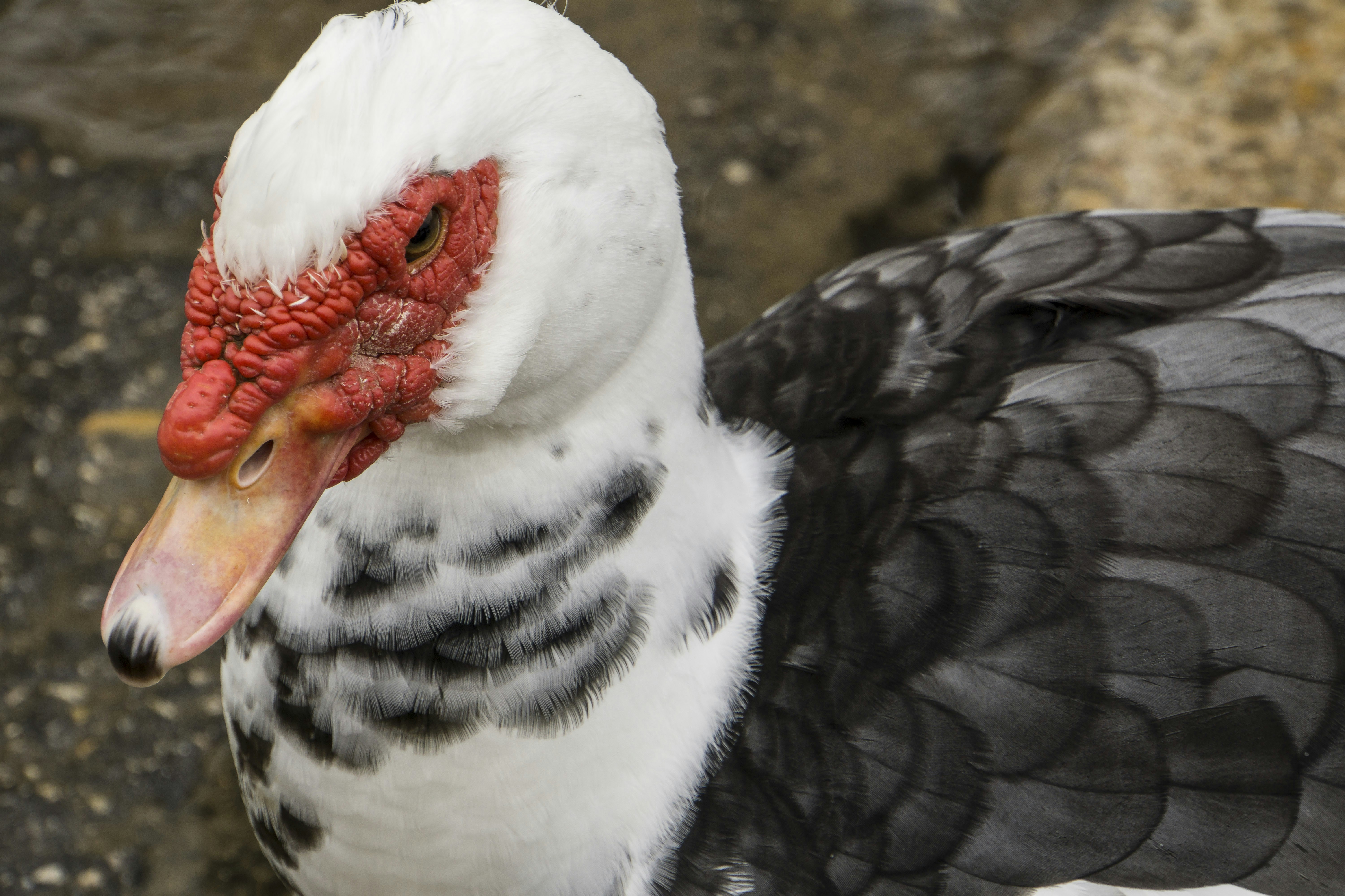 Photo by halfastmike