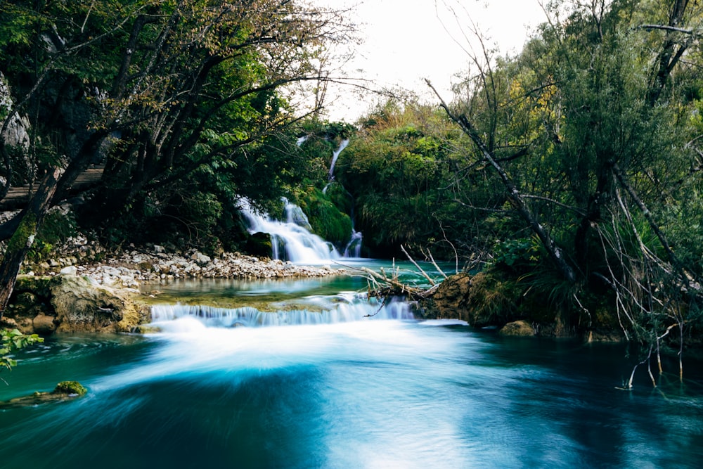 body of water surrounded by trees