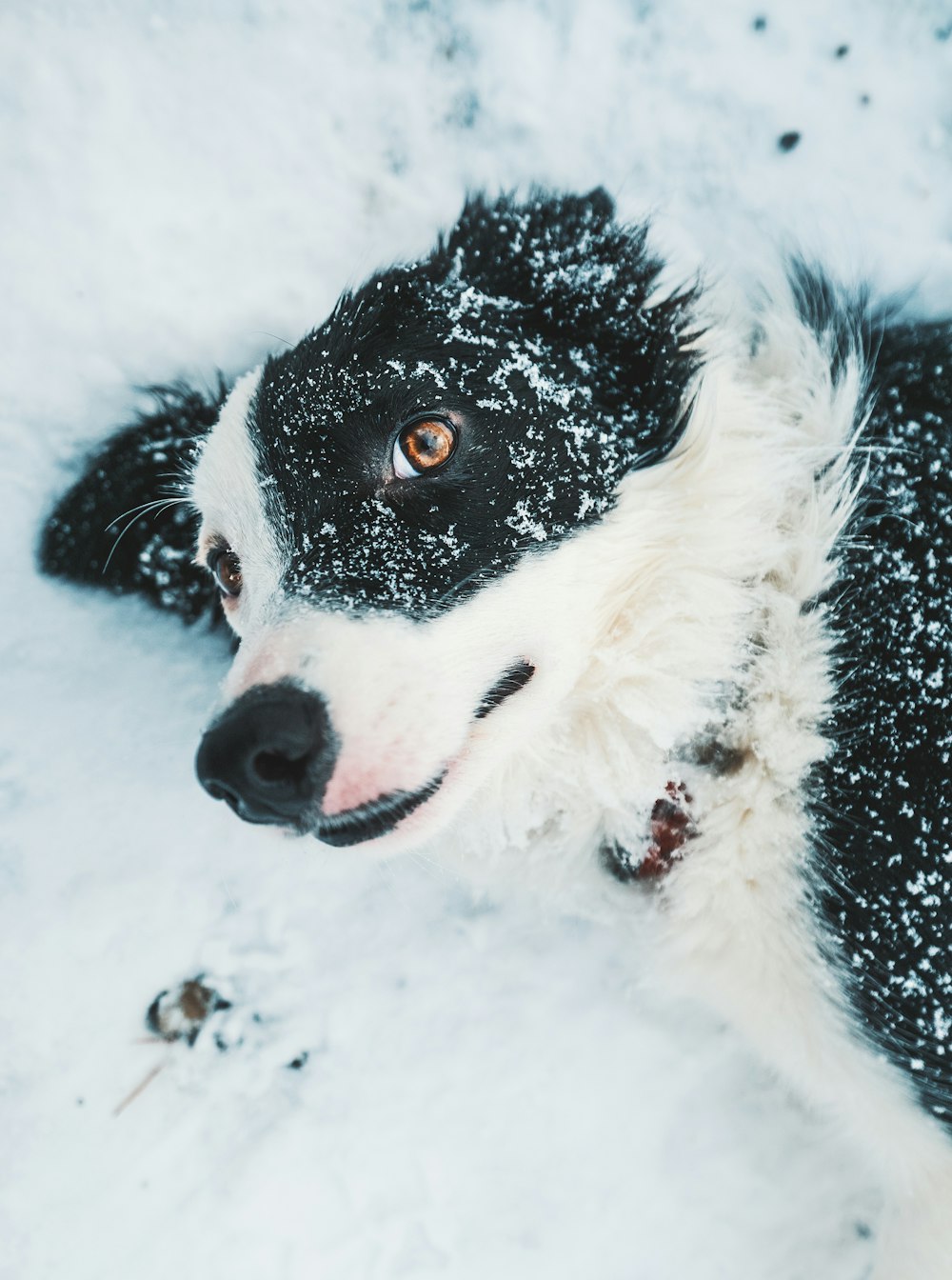 white and black dog on snow