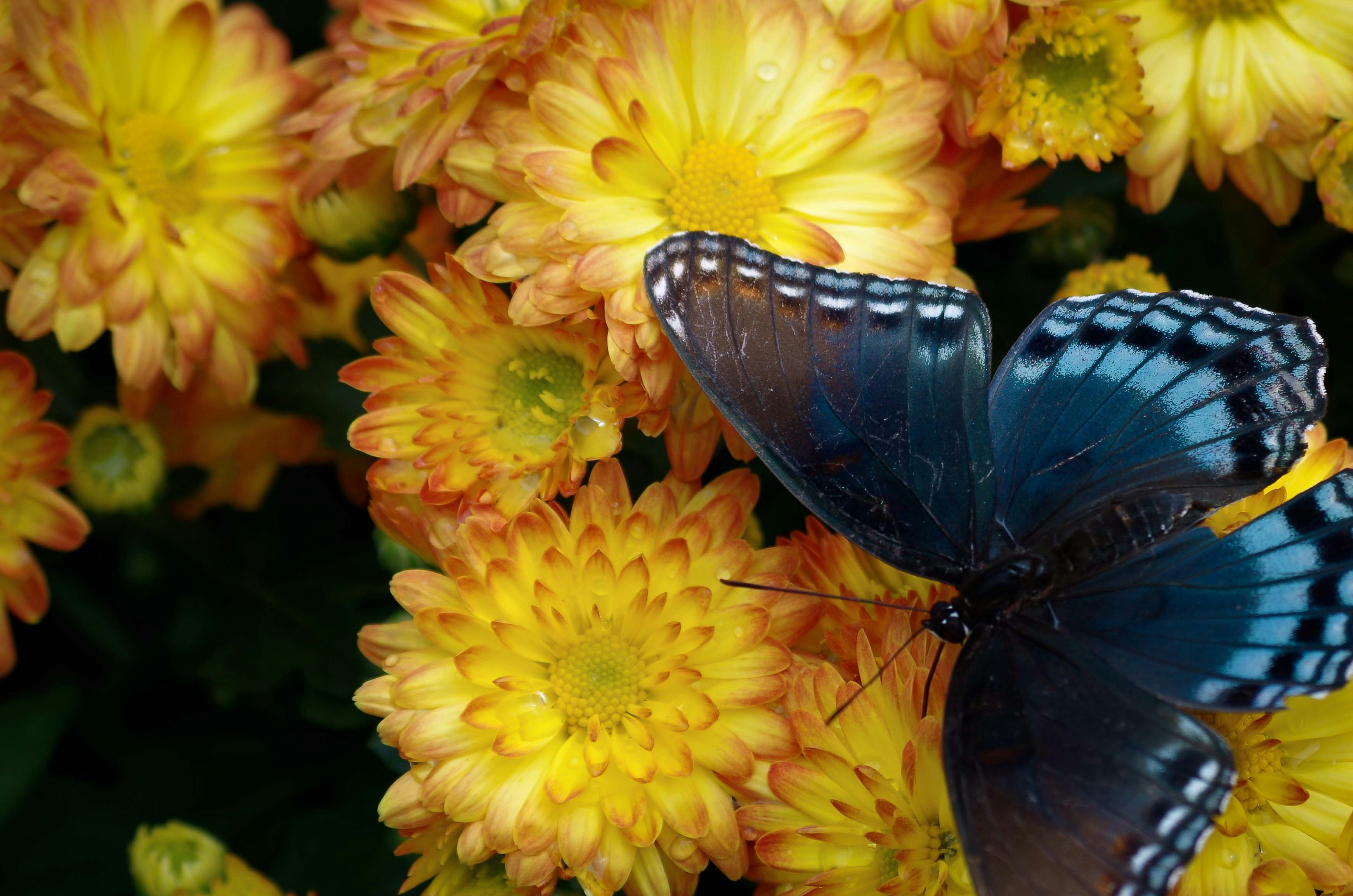 Chasing Butterflies: Capturing the Elusive Magic of Love