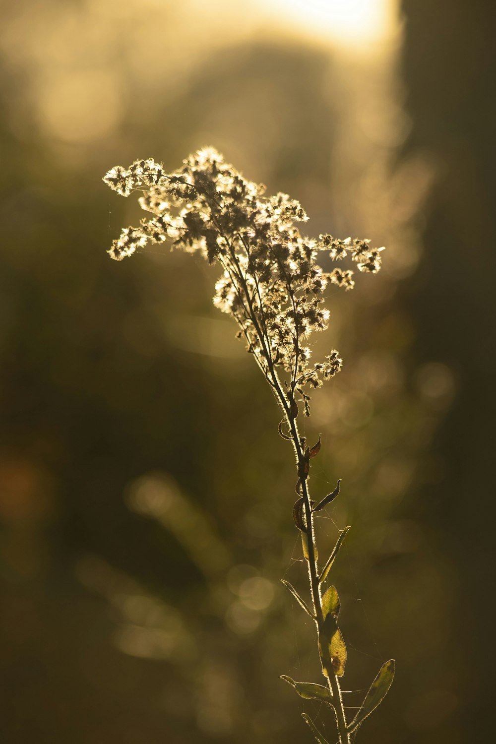 selective focus photo of white and brown plant