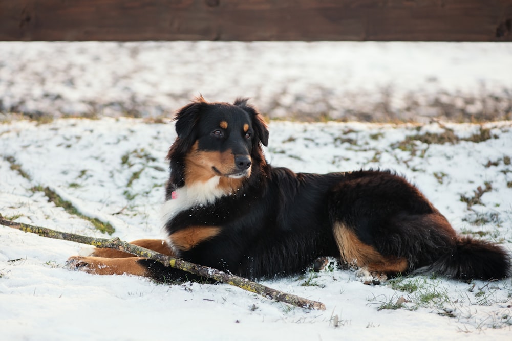 long-coated black and brown dog lying on snow