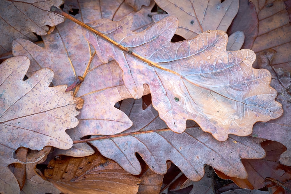 brown leaves