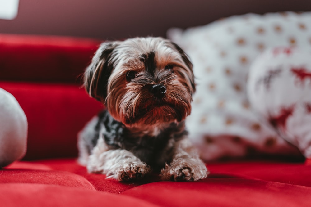 Foto con messa a fuoco superficiale del cucciolo di shih tzu marrone sdraiato su tessuto rosso