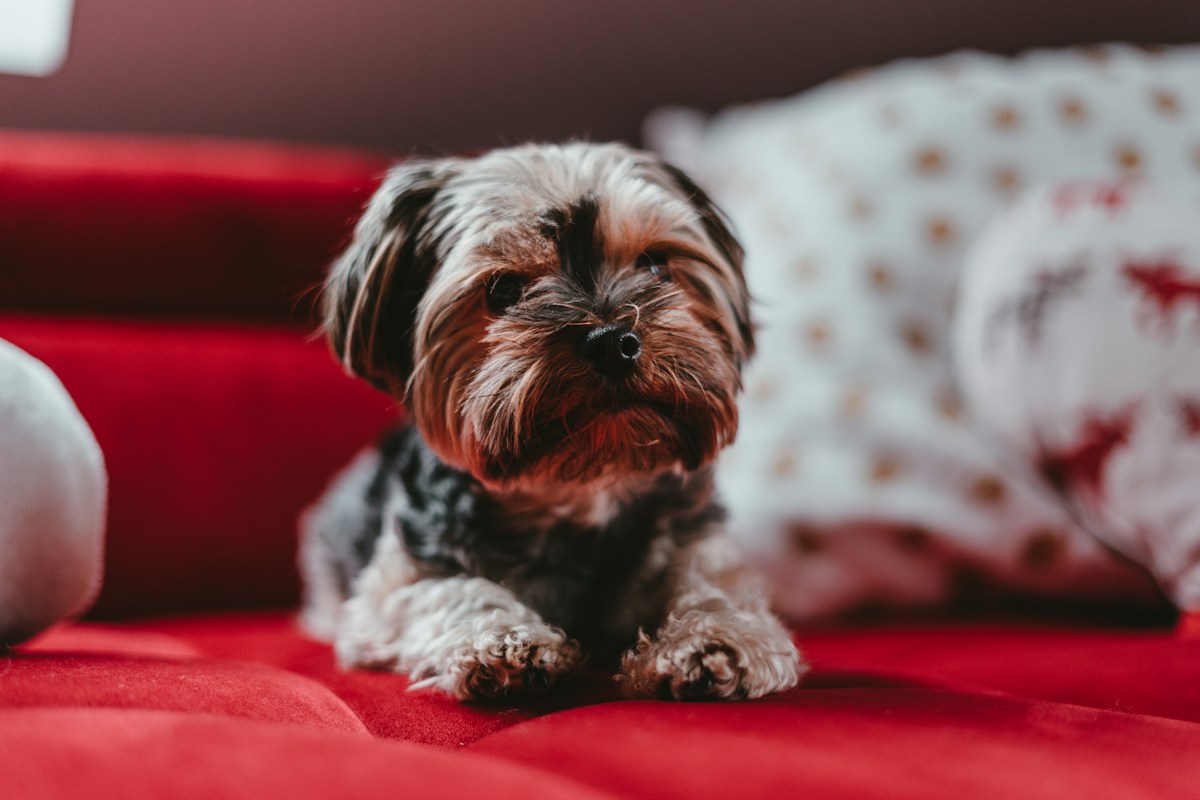 Cão pequeno de pelagem preta e castanha deitado em um sofá vermelho
