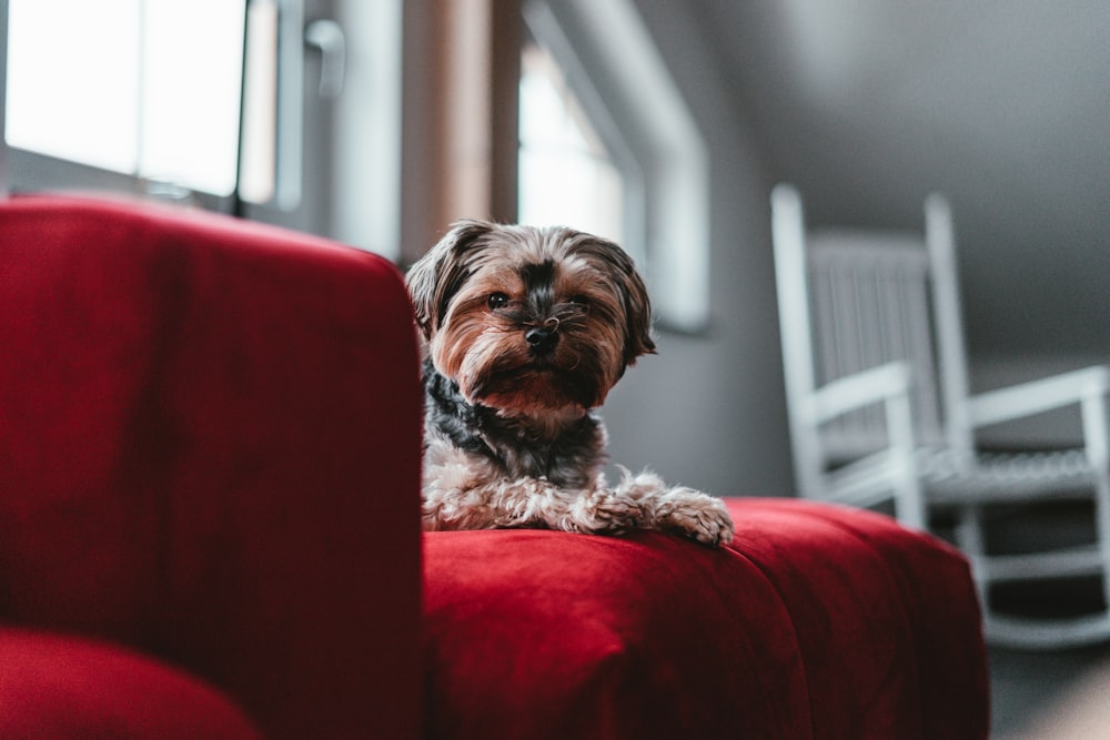 Photographie sélective de la mise au point d’un chien à poil long sur un canapé rouge