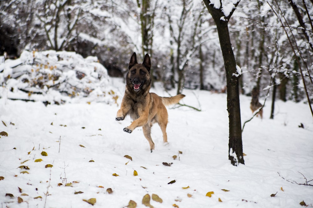 German shepherd running on snow