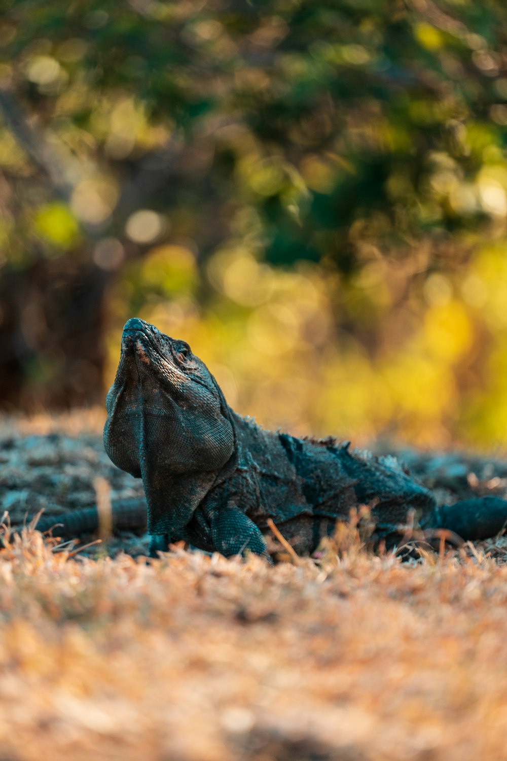 black monitor lizard on ground